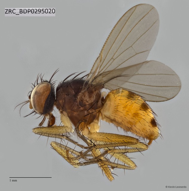 Calyptratae sp. "Calyptrate ZRCBDP0294976"•&copy; Kevin Leonardo•All Rights Reserved