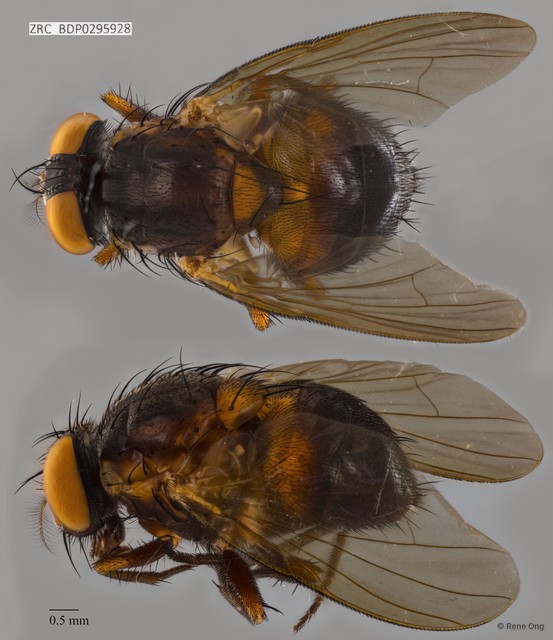 Calyptratae sp. "Calyptrate ZRCBDP0295928"•&copy; Rene Ong•All Rights Reserved
