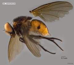 Calyptratae sp. "Calyptrate ZRCBDP0296186"