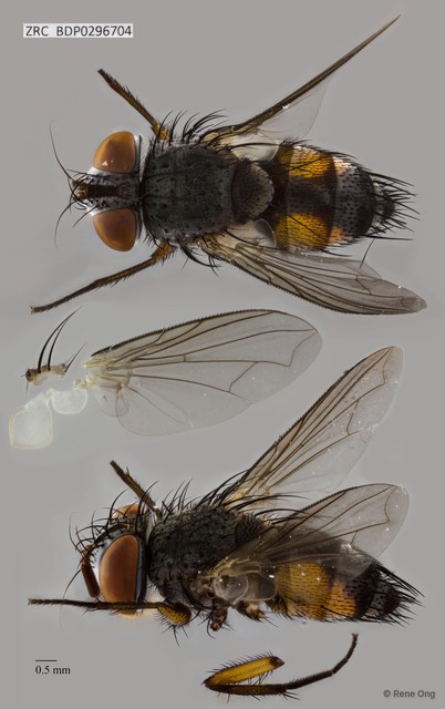 Calyptratae sp. "Calyptrate ZRCBDP0296704"•&copy; Rene Ong•All Rights Reserved