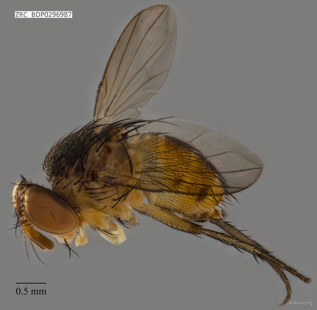 Calyptratae sp. "Calyptrate ZRCBDP0296987"•&copy; Rene Ong•All Rights Reserved