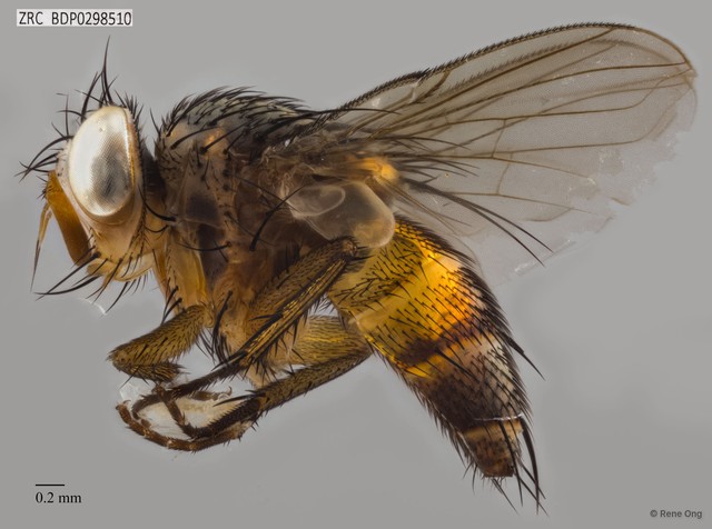Calyptratae sp. "Calyptrate ZRCBDP0298510"•&copy; Rene Ong•All Rights Reserved