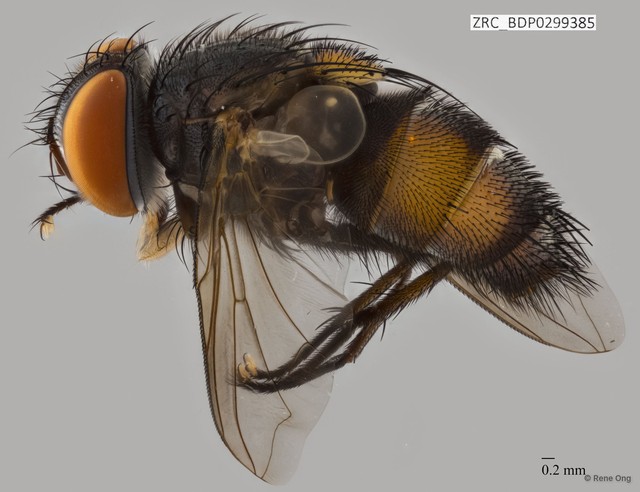 Calyptratae sp. "Calyptrate ZRCBDP0299385"•&copy; Rene Ong•All Rights Reserved