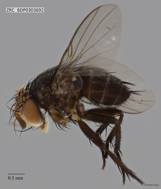 Calyptratae sp. "Calyptrate ZRCBDP0303692"•&copy; Rene Ong•All Rights Reserved