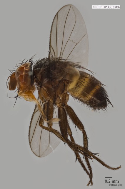 Calyptratae sp. "Calyptrate ZRCBDP0303706"•&copy; Rene Ong•All Rights Reserved