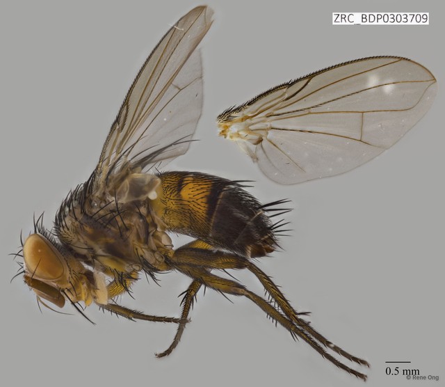 Calyptratae sp. "Calyptrate ZRCBDP0303709"•&copy; Rene Ong•All Rights Reserved
