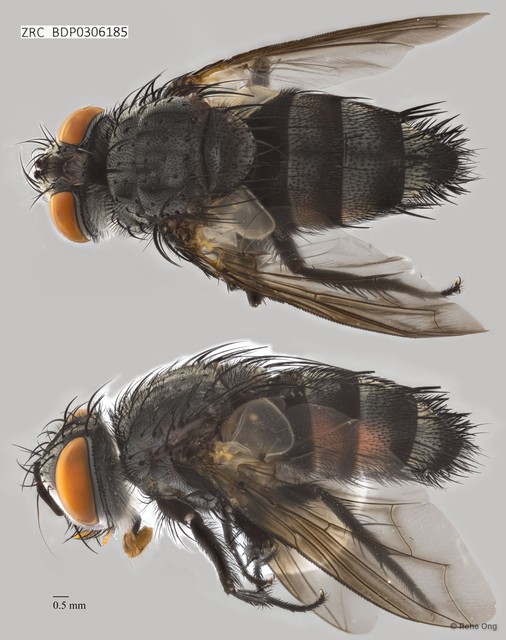 Calyptratae sp. "Calyptrate ZRCBDP0303726"•&copy; Rene Ong•All Rights Reserved