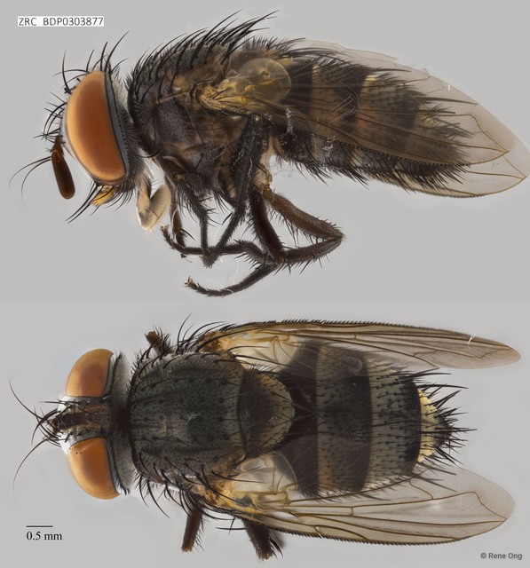 Calyptratae sp. "Calyptrate ZRCBDP0303877"•&copy; Rene Ong•All Rights Reserved