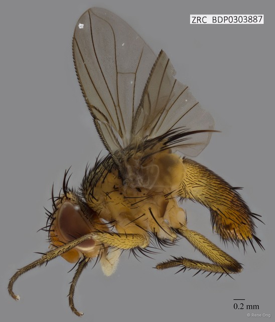 Calyptratae sp. "Calyptrate ZRCBDP0303887"•&copy; Rene Ong•All Rights Reserved