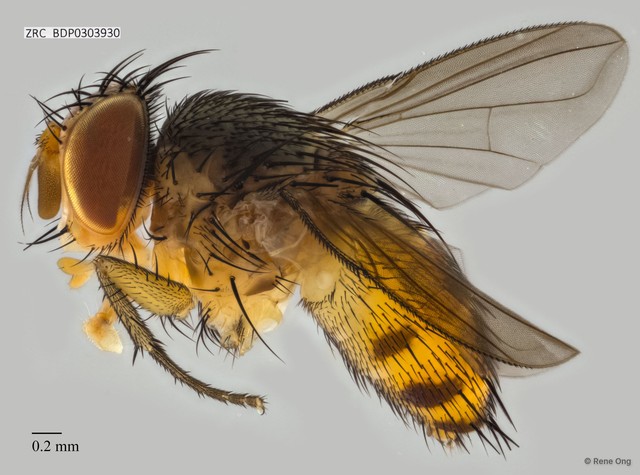 Calyptratae sp. "Calyptrate ZRCBDP0303930"•&copy; Rene Ong•All Rights Reserved