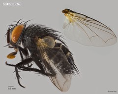 Calyptratae sp. "Calyptrate ZRCBDP0306274"