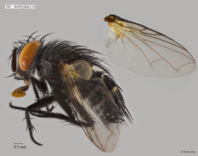 Calyptratae sp. "Calyptrate ZRCBDP0306274"•&copy; Rene Ong•All Rights Reserved