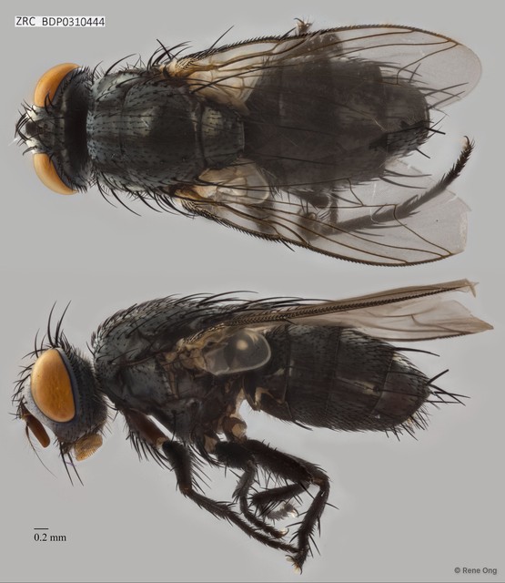 Calyptratae sp. "Calyptrate ZRCBDP0310444"•&copy; Rene Ong•All Rights Reserved