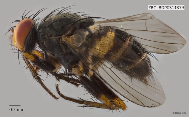 Calyptratae sp. "Calyptrate ZRCBDP0311379"•&copy; Rene Ong•All Rights Reserved