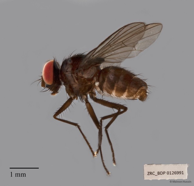 Calyptratae sp. "ZRCBDP00126991"•&copy; Maimon Hussin•All Rights Reserved