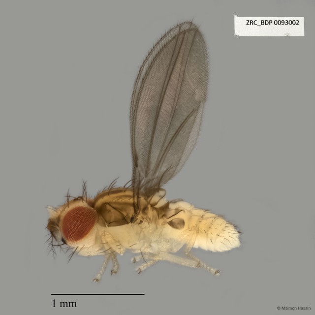Acalyptratae sp. "ZRCBDP0025309"•&copy; Maimon Hussin•All Rights Reserved