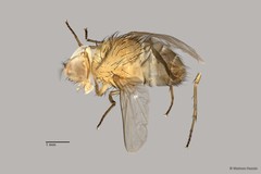 Calyptratae sp. "ZRCBDP0056623"•&copy; Maimon Hussin•All Rights Reserved