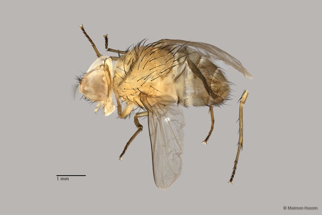 Calyptratae sp. "ZRCBDP0056623"•&copy; Maimon Hussin•All Rights Reserved