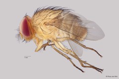 Calyptratae sp. "ZRCBDP0056623"•&copy; Phua Jun Wei•All Rights Reserved