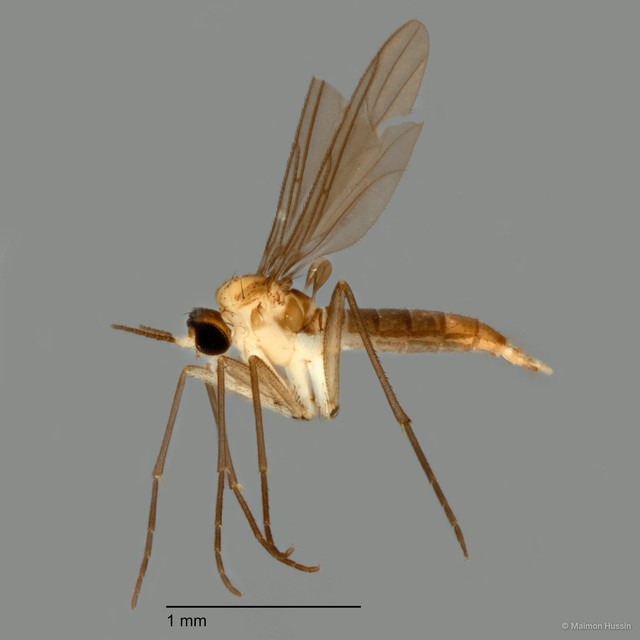 Sciaroidea sp. "ZRCBDP0072460"•&copy; Maimon Hussin•All Rights Reserved