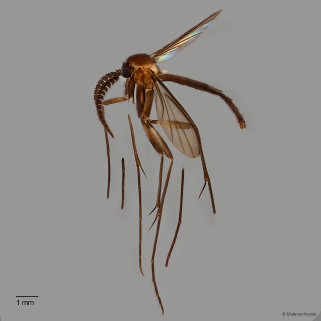 Sciaroidea sp. "ZRCBDP0072681"•&copy; Maimon Hussin•All Rights Reserved