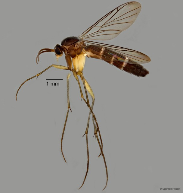 Sciaroidea sp. "ZRCBDP0072685"•&copy; Maimon Hussin•All Rights Reserved