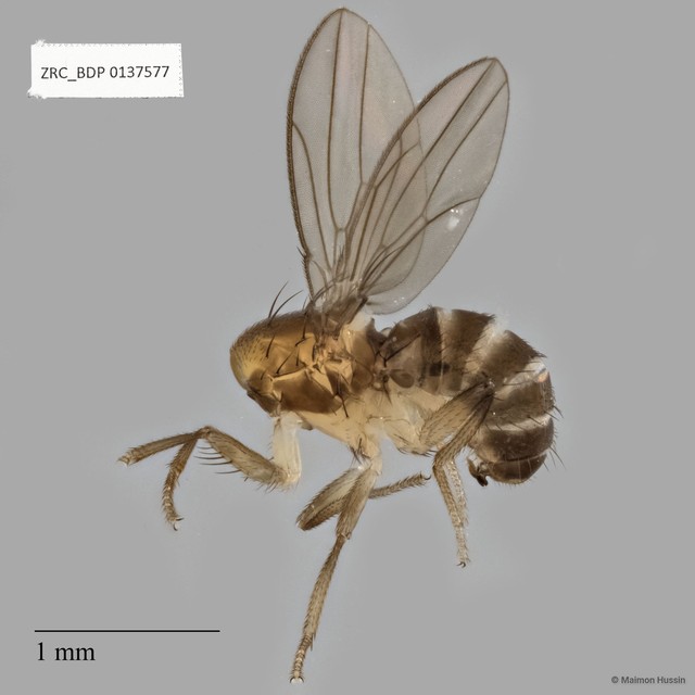 Acalyptratae sp. "ZRCBDP0137577"•&copy; Maimon Hussin•All Rights Reserved