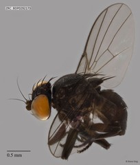 Ophiomyia sp. "ZRCBDP0292173"