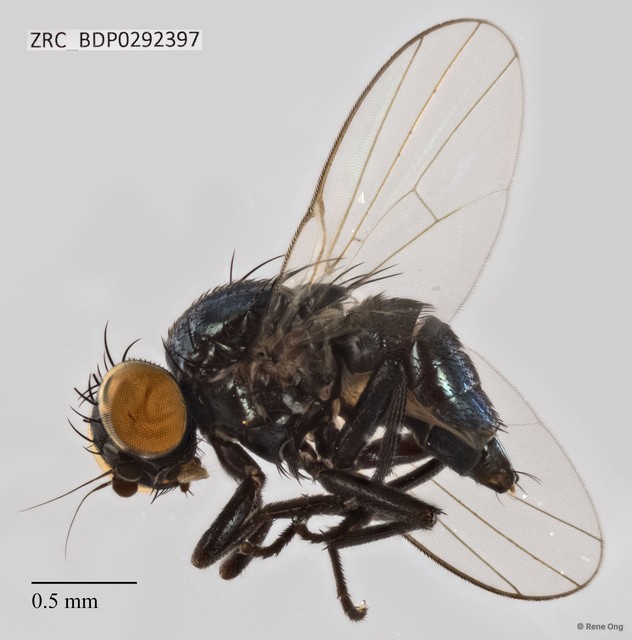 Ophiomyia sp. "ZRCBDP0292397"•&copy; Rene Ong•All Rights Reserved