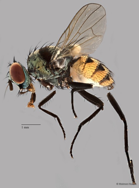 Anthomyia illocata•&copy; Maimon Hussin•All Rights Reserved