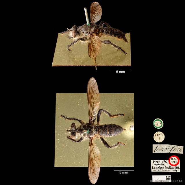 Laphria basifera•&copy; Wan FA Jusoh•CC BY 4.0