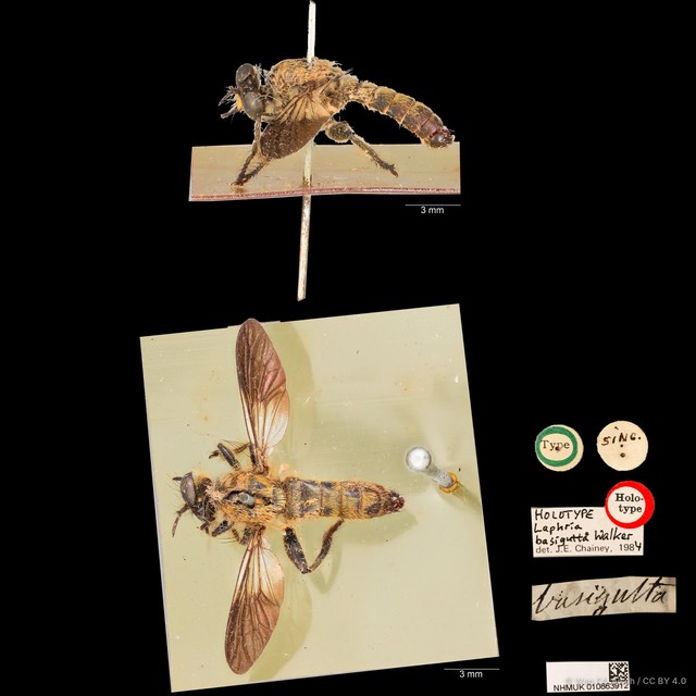 Laphria basigutta•&copy; Wan FA Jusoh•CC BY 4.0