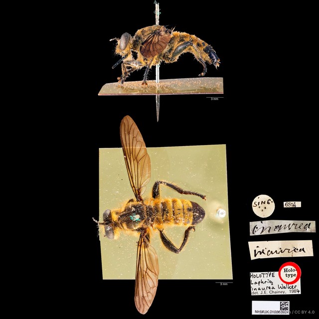 Laphria inaurea•&copy; Wan FA Jusoh•CC BY 4.0