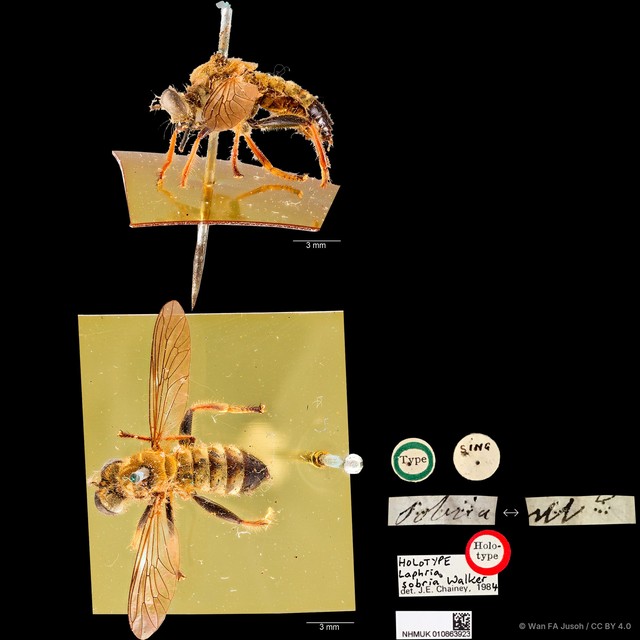Laphria sobria•&copy; Wan FA Jusoh•CC BY 4.0