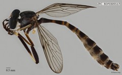 Leptogaster moluccana•&copy; Rene Ong•All Rights Reserved