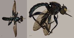 Maira sp. "ZRCBDP0071880"