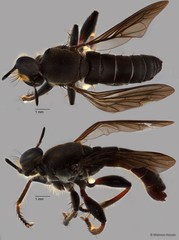 Maira sp. "ZRCBDP0083944"