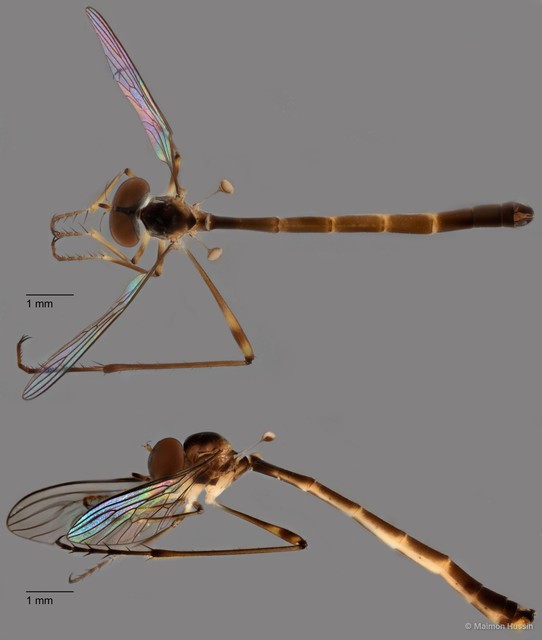 Mesoleptogaster sp. "ZRCBDP0083950"•&copy; Maimon Hussin•All Rights Reserved