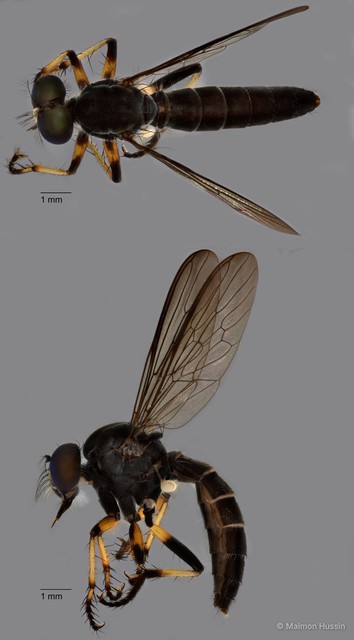 Ommatius sp. "ZRCBDP0083940"•&copy; Maimon Hussin•All Rights Reserved
