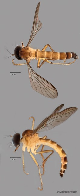 Ommatius sp. "ZRCBDP0083956"•&copy; Maimon Hussin•All Rights Reserved
