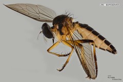 Ommatius sp. "ZRCBDP0305453"•&copy; Rene Ong•All Rights Reserved