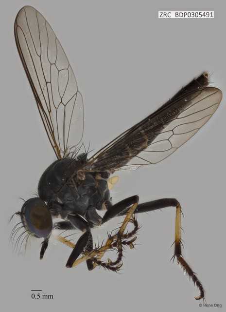 Ommatius sp. "ZRCBDP0305460"•&copy; Rene Ong•All Rights Reserved