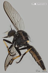 Ommatius sp. "ZRCBDP0305460"•&copy; Rene Ong•All Rights Reserved
