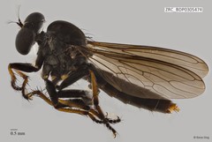 Ommatius sp. "ZRCBDP0305474"•&copy; Rene Ong•All Rights Reserved