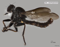 Ommatius sp. "ZRCBDP0305474"•&copy; Rene Ong•All Rights Reserved