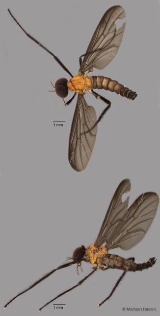 Plecia sp. "ZRCBDP0072035"•&copy; Maimon Hussin•All Rights Reserved