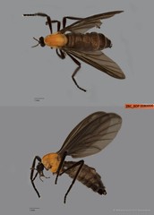 Plecia sp. "ZRCBDP0080006"•&copy; Miteshravin S/O Ravindran•All Rights Reserved