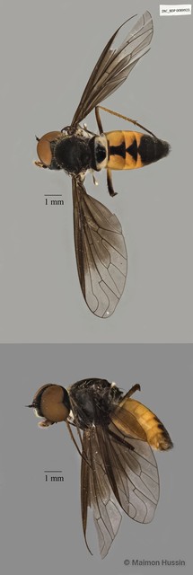 Bombyliidae sp. "ZRCBDP0025221"•&copy; Maimon Hussin•All Rights Reserved