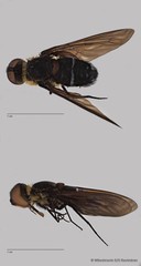 Ligyra sp. "cf. doryca"•&copy; Miteshravin S/O Ravindran•All Rights Reserved