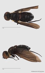 Ligyra sp. "cf. doryca"•&copy; Miteshravin S/O Ravindran•All Rights Reserved
